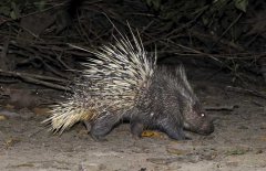 養(yǎng)豪豬要辦什么手續(xù)，豪豬養(yǎng)殖證件怎么辦？