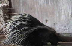 豪豬是幾級(jí)保護(hù)動(dòng)物，豪豬刺掉了還會(huì)長(zhǎng)嗎？