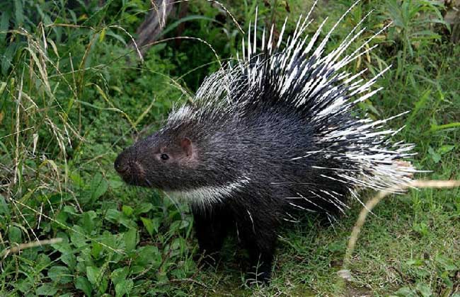 豪豬養(yǎng)殖是騙局嗎？