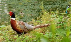 七彩山雞怎么養(yǎng)，野雞和七彩山雞的區(qū)別是什么