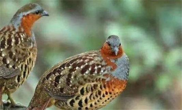 竹雞是保護動物嗎？