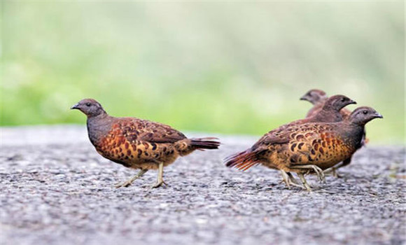 竹雞可以人工養(yǎng)殖嗎？