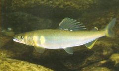 香魚是什么魚，香魚的主要產(chǎn)地在哪里？