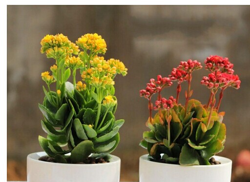 長壽花如何養(yǎng) 長壽花養(yǎng)殖方法 長壽花種植方法