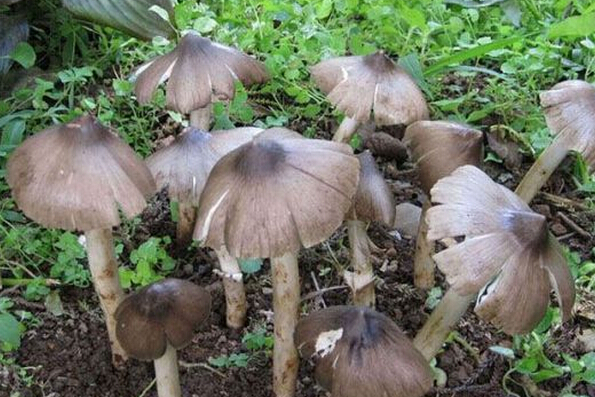 雞樅菌的營(yíng)養(yǎng)價(jià)值 雞樅菌的功效與作用