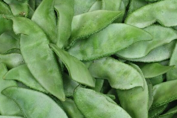 扁豆角的功效和作用 扁豆角的功效與作用