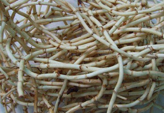 魚腥草怎樣泡水喝 魚腥草泡水喝的功效 花卉的功效與作用