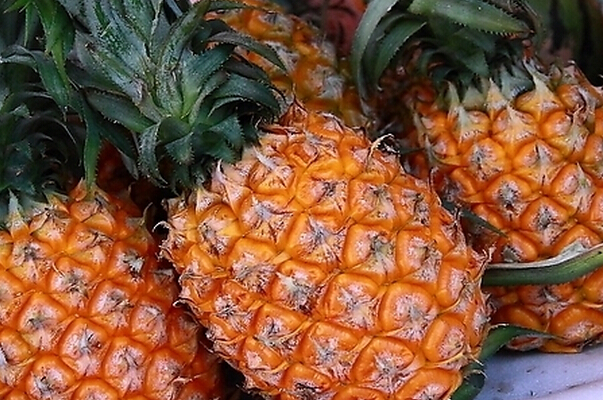 吃菠蘿的壞處 吃菠蘿的副作用 菠蘿的功效與作用