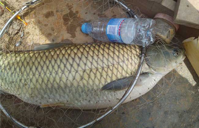釣草魚餌料配方 草魚的功效與作用