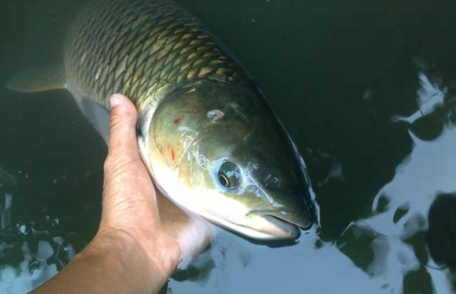 草魚吃什么餌料？