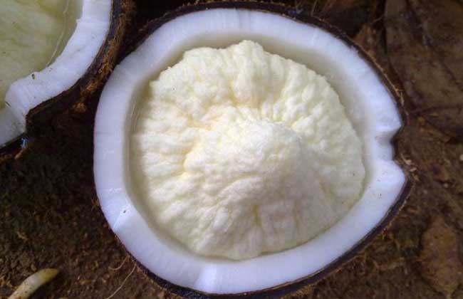 椰子的功效與作用 椰子的功效與作用