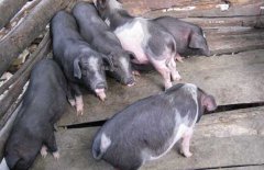 關(guān)嶺豬的產(chǎn)地、品種介紹，關(guān)嶺豬高效養(yǎng)殖技術(shù)