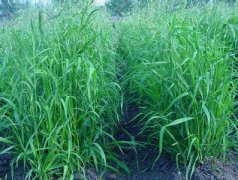 黑麥草用途 多年生黑麥草營(yíng)養(yǎng)價(jià)值及利用