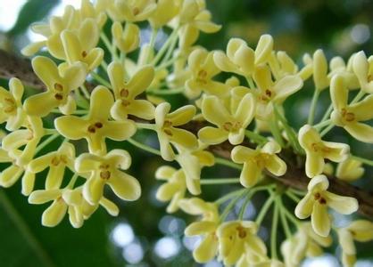 桂花的功效與作用