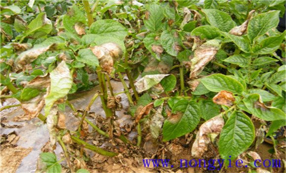 馬鈴薯病蟲(chóng)害有哪些