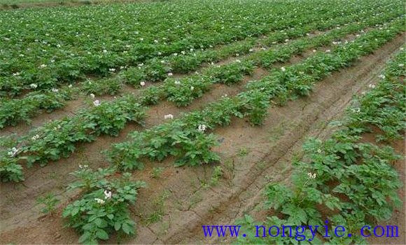 如何預防馬鈴薯晚疫病