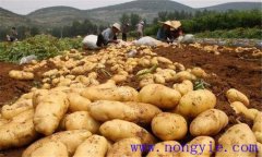 脫毒馬鈴薯是怎么回事,它有什么好處