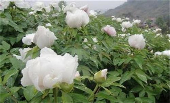 白芍種植技術(shù)、方法與主要步驟