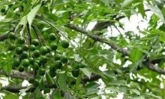 川楝簡介 川楝的栽培管理技術(shù)