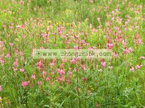 紅豆草種植技術(shù) 紅豆草