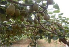 紅陽(yáng)獼猴桃潰瘍病的癥狀、發(fā)生原因及防治技術(shù)