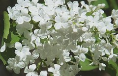 五月丁香北京香，北方丁香花期在五月