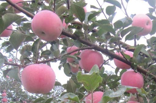 紅富士蘋(píng)果樹(shù)修剪