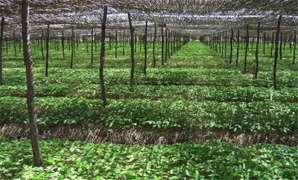 人參生長(zhǎng)需要的光照、溫度環(huán)境