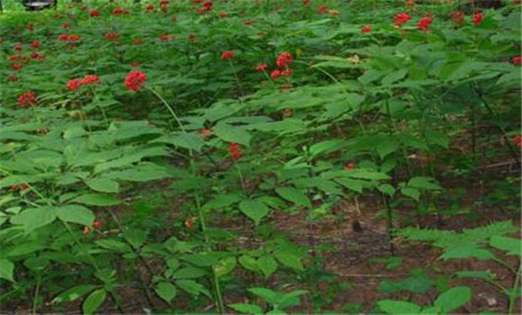 人參的生長(zhǎng)過程是怎樣的