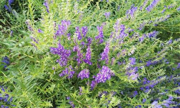 黃芩病蟲(chóng)害如何防治