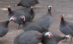 珍珠雞雛雞養(yǎng)殖、繁殖與飼養(yǎng)方法