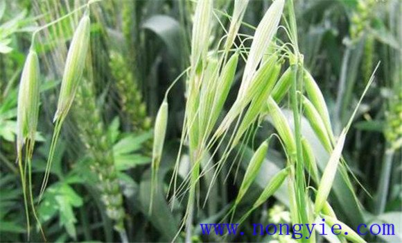 燕麥播種時期、時間