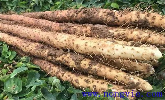 淮山藥產地哪里的最好