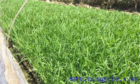 大棚黃瓜、水稻、菠菜高效種植模式簡介