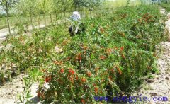 種枸杞賺錢嗎？一畝地能賺多少 怎樣種植枸杞