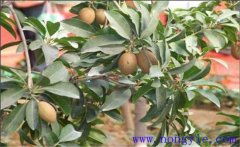 人心果如何種植？人心果繁殖方法是什么？