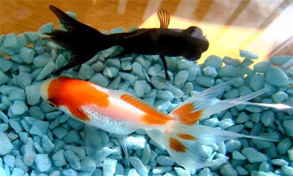 金魚(yú)養(yǎng)幾條風(fēng)水好