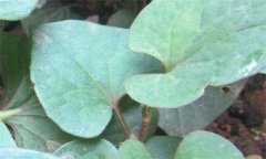 魚腥草高產(chǎn)栽培:魚腥草種植技術(shù)