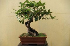 家庭陽(yáng)臺(tái)盆栽桂花如何養(yǎng)護(hù)?