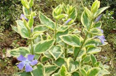 花葉常春藤的養(yǎng)殖方法和注意事項