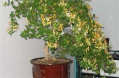 盆栽金銀花種植技術(shù) 金銀花是否嬌氣難養(yǎng)？