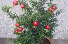 盆栽石榴怎樣進(jìn)行修剪整形？