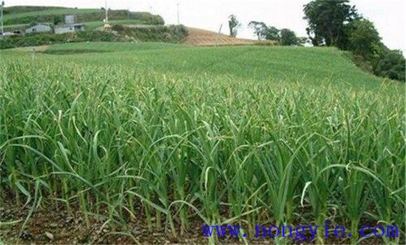 蒜苗栽培的選茬、施肥和整地