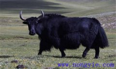 牦牛常見(jiàn)的寄生蟲(chóng)病有哪些，如何防治？