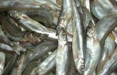 多春魚的產(chǎn)地在哪里？多春魚如何養(yǎng)殖