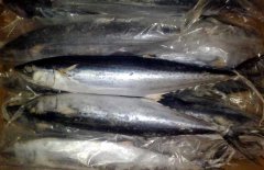 馬鮫魚(yú)產(chǎn)地在哪里、有哪些種類 能人工養(yǎng)殖嗎？