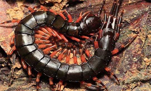 養(yǎng)殖蜈蚣賺錢(qián)嗎