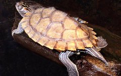 地圖龜?shù)男螒B(tài)特征 地圖龜可以深水養(yǎng)嗎？