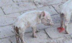 仔豬腹瀉怎么治療？哺乳仔豬飼養(yǎng)管理技術(shù)要點(diǎn)