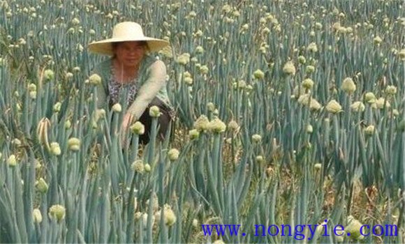 大蔥采種技術(shù)，為你講述大蔥留種技術(shù)